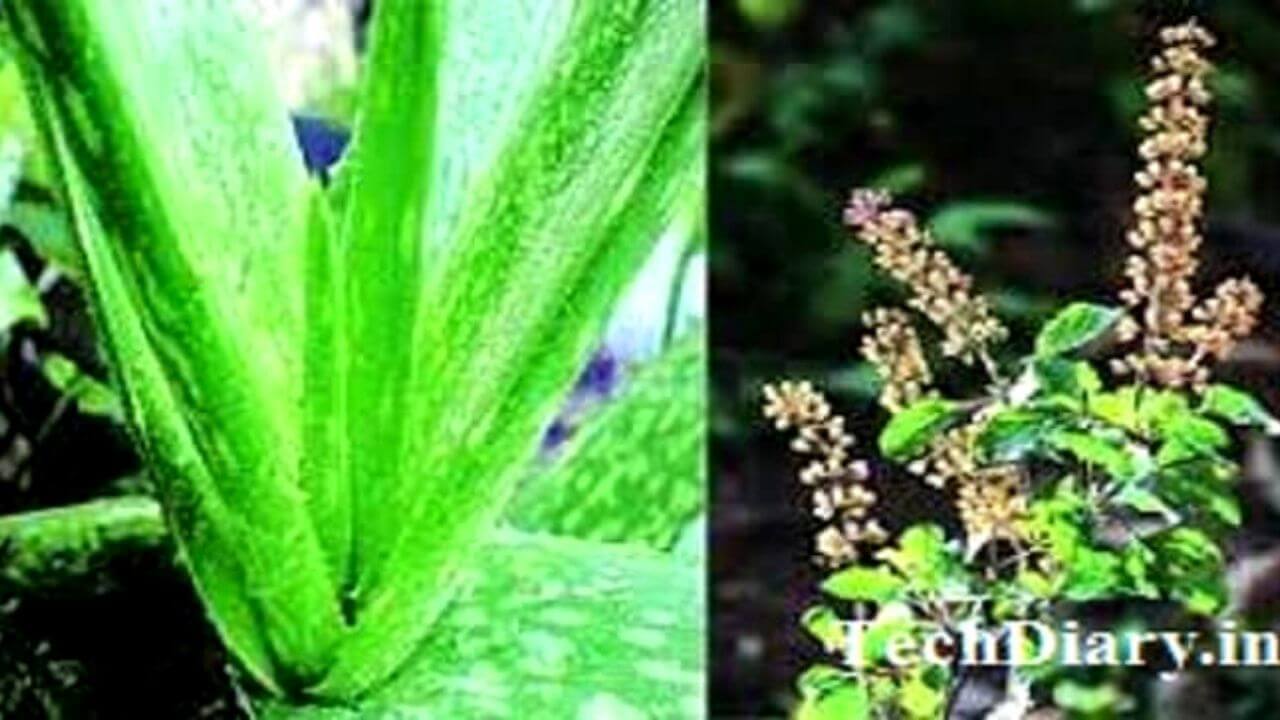 कोरपड/तुळस औषधी वनस्पती | औषधी वनस्पती तुळस मराठी माहिती